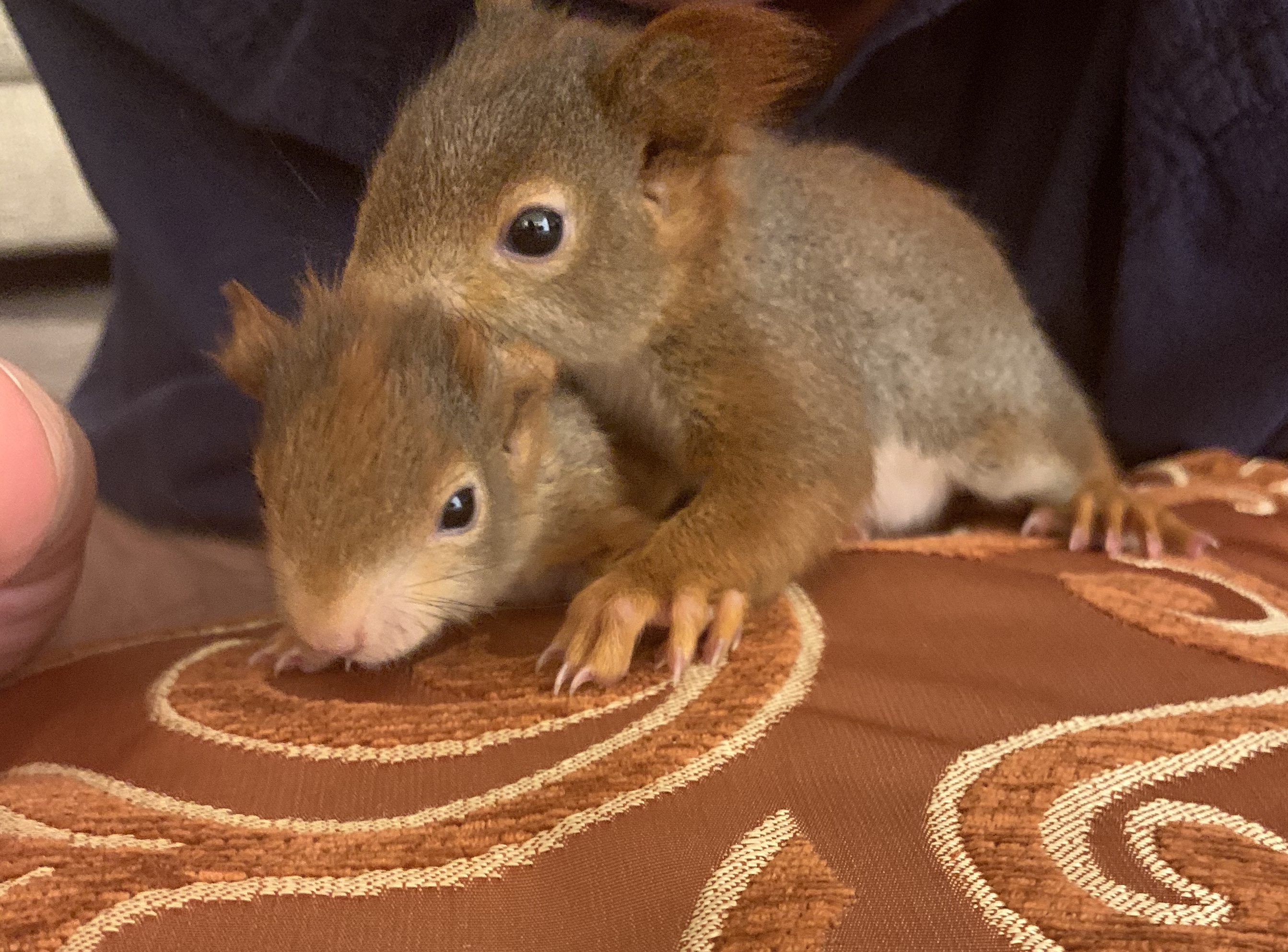 Eichh rnchen Blog Eichh rnchen Blog